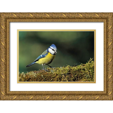 Bird 3 Gold Ornate Wood Framed Art Print with Double Matting by Lee, Rachel