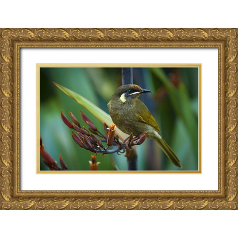 Bird 36 Gold Ornate Wood Framed Art Print with Double Matting by Lee, Rachel