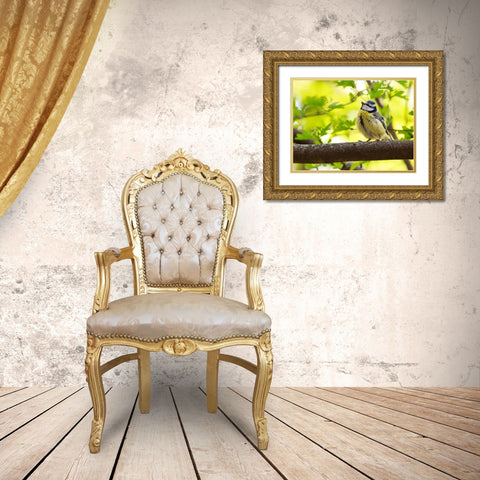 Bird 38 Gold Ornate Wood Framed Art Print with Double Matting by Lee, Rachel
