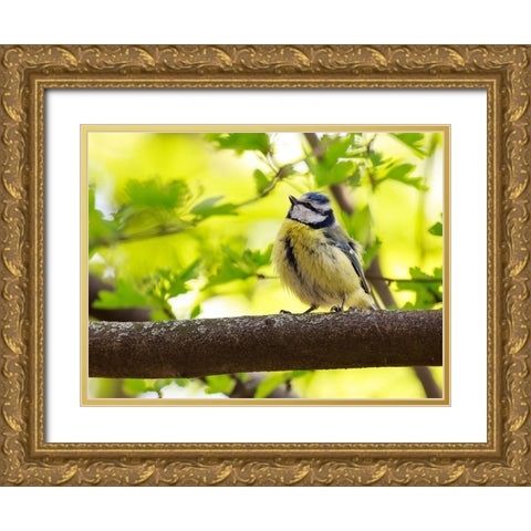 Bird 38 Gold Ornate Wood Framed Art Print with Double Matting by Lee, Rachel