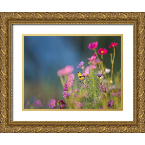 Bird 40 Gold Ornate Wood Framed Art Print with Double Matting by Lee, Rachel