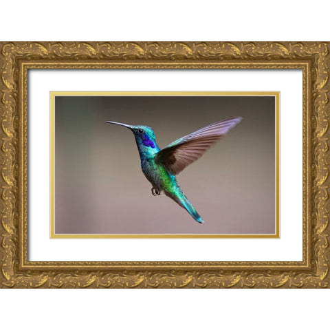 Bird 48 Gold Ornate Wood Framed Art Print with Double Matting by Lee, Rachel