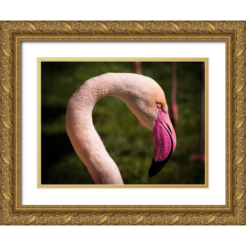 Bird 51 Gold Ornate Wood Framed Art Print with Double Matting by Lee, Rachel
