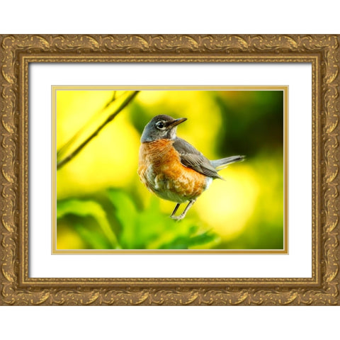 Bird 52 Gold Ornate Wood Framed Art Print with Double Matting by Lee, Rachel