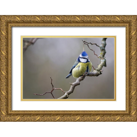 Bird 53 Gold Ornate Wood Framed Art Print with Double Matting by Lee, Rachel