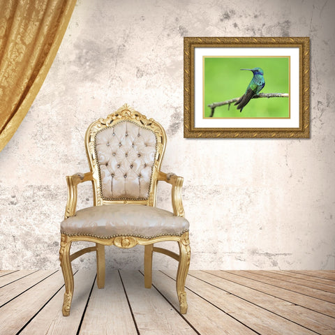 Bird 6 Gold Ornate Wood Framed Art Print with Double Matting by Lee, Rachel