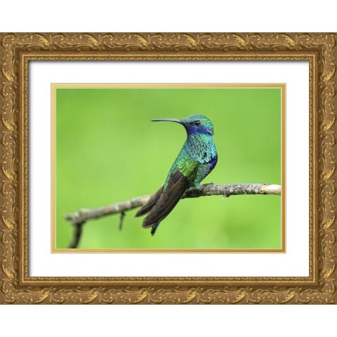 Bird 6 Gold Ornate Wood Framed Art Print with Double Matting by Lee, Rachel
