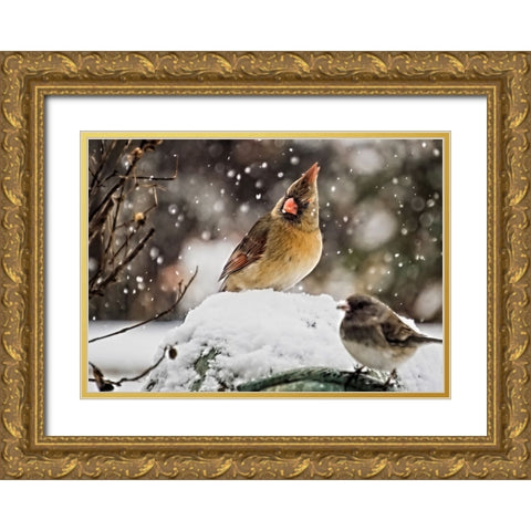 Bird 64 Gold Ornate Wood Framed Art Print with Double Matting by Lee, Rachel