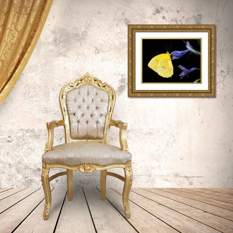 Butterfly 11 Gold Ornate Wood Framed Art Print with Double Matting by Lee, Rachel