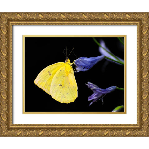 Butterfly 11 Gold Ornate Wood Framed Art Print with Double Matting by Lee, Rachel