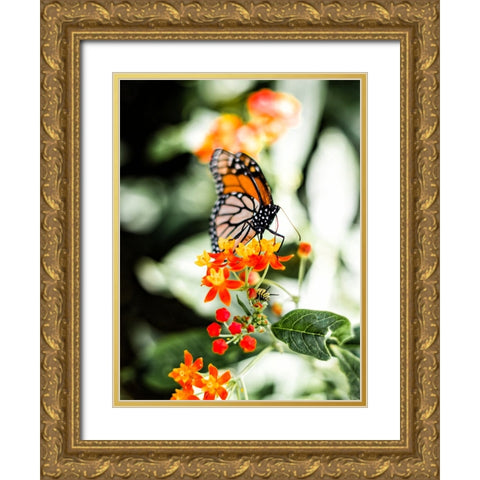 Butterfly 14 Gold Ornate Wood Framed Art Print with Double Matting by Lee, Rachel