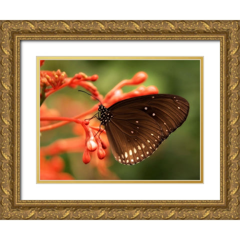 Butterfly 4 Gold Ornate Wood Framed Art Print with Double Matting by Lee, Rachel