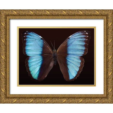 Butterfly 5 Gold Ornate Wood Framed Art Print with Double Matting by Lee, Rachel