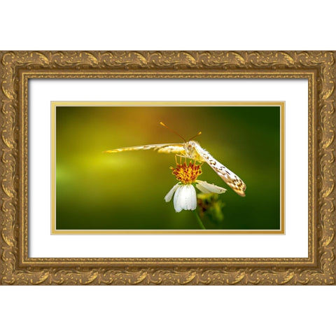 Butterfly 9 Gold Ornate Wood Framed Art Print with Double Matting by Lee, Rachel