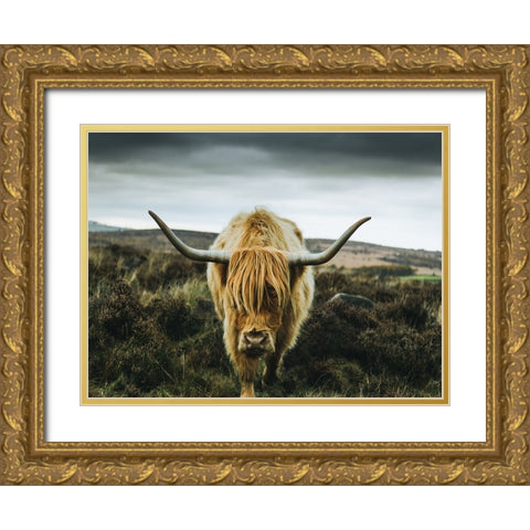Cow 1 Gold Ornate Wood Framed Art Print with Double Matting by Lee, Rachel