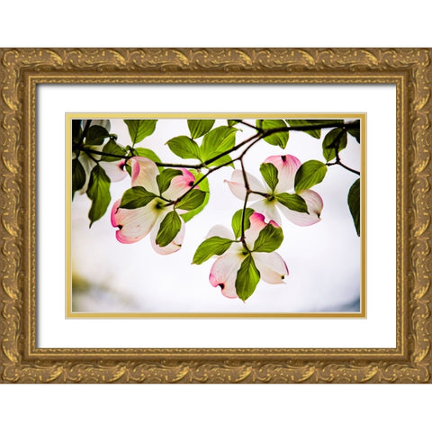 Dogwood Horizontal Gold Ornate Wood Framed Art Print with Double Matting by Lee, Rachel