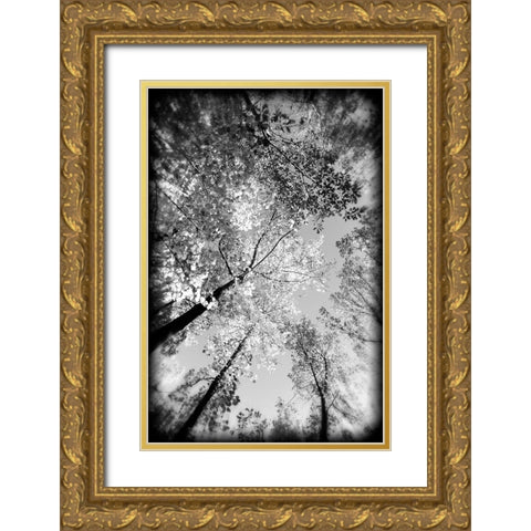 Fall Trees BW Holga Gold Ornate Wood Framed Art Print with Double Matting by Lee, Rachel