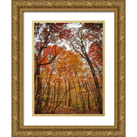 Fall Trees 17 Gold Ornate Wood Framed Art Print with Double Matting by Lee, Rachel