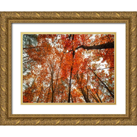 Fall Trees 18 Gold Ornate Wood Framed Art Print with Double Matting by Lee, Rachel