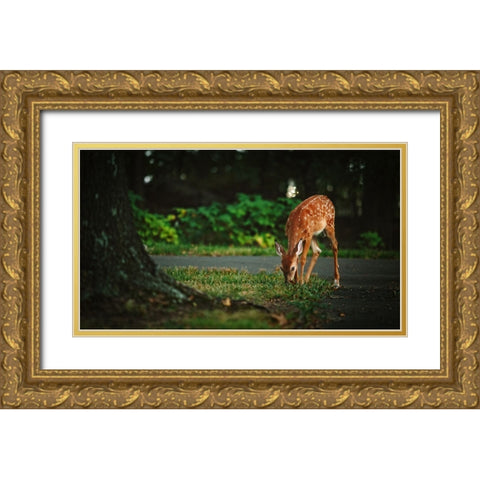 Fawn Gold Ornate Wood Framed Art Print with Double Matting by Lee, Rachel