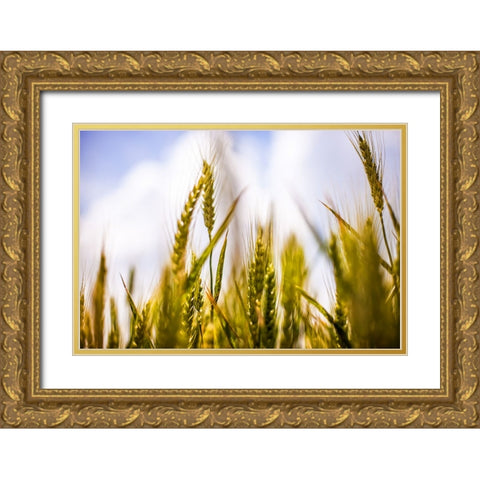 Field 1 Gold Ornate Wood Framed Art Print with Double Matting by Lee, Rachel
