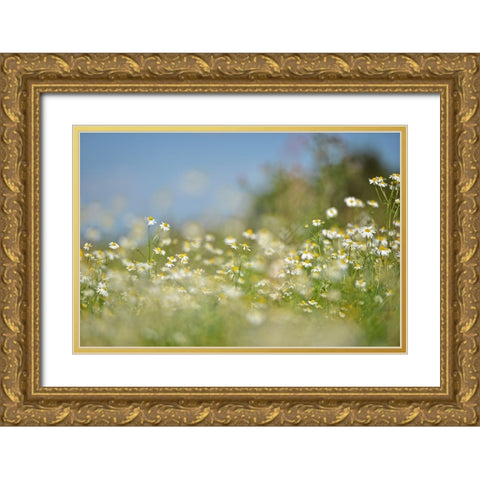 Field 3 Gold Ornate Wood Framed Art Print with Double Matting by Lee, Rachel