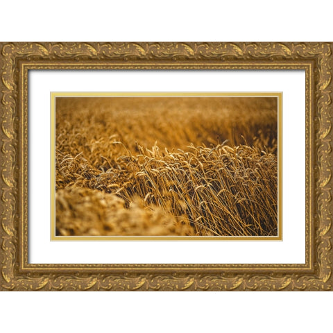 Field 5 Gold Ornate Wood Framed Art Print with Double Matting by Lee, Rachel