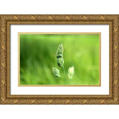 Field 7 Gold Ornate Wood Framed Art Print with Double Matting by Lee, Rachel