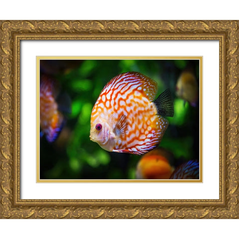 Fish 2 Gold Ornate Wood Framed Art Print with Double Matting by Lee, Rachel