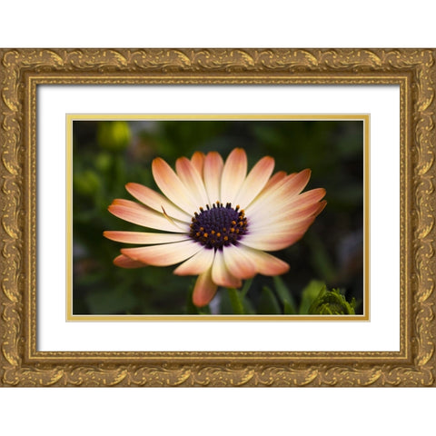 Flower 35 Gold Ornate Wood Framed Art Print with Double Matting by Lee, Rachel