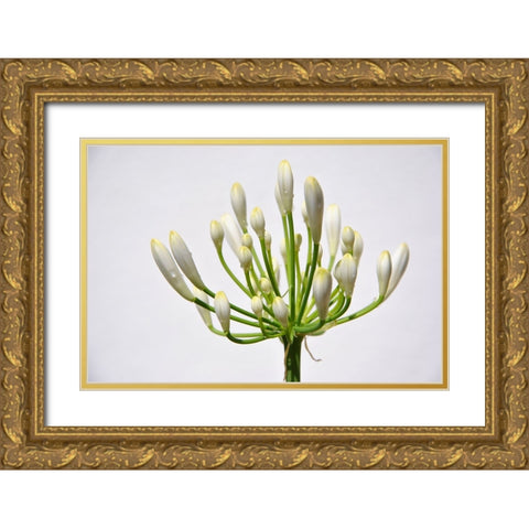 Flower 37 Gold Ornate Wood Framed Art Print with Double Matting by Lee, Rachel