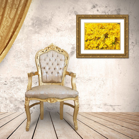 Flower 38 Gold Ornate Wood Framed Art Print with Double Matting by Lee, Rachel