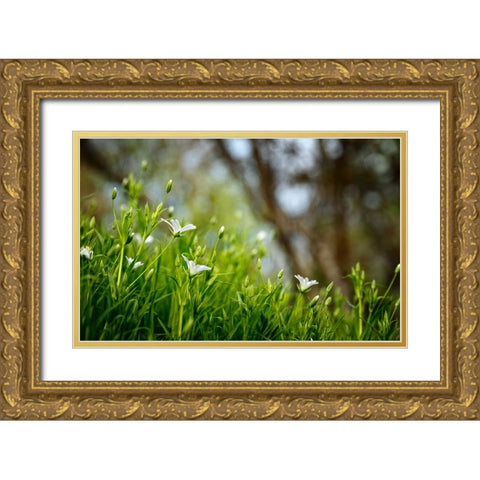 Flower 40 Gold Ornate Wood Framed Art Print with Double Matting by Lee, Rachel