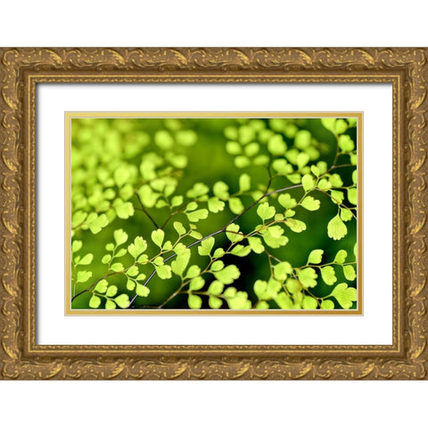 Flower 41 Gold Ornate Wood Framed Art Print with Double Matting by Lee, Rachel