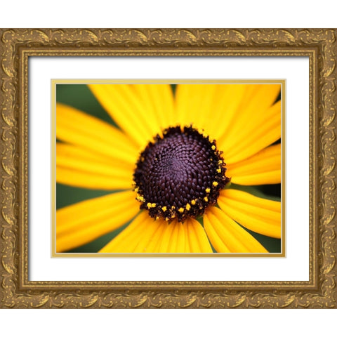 Flower 44 Gold Ornate Wood Framed Art Print with Double Matting by Lee, Rachel