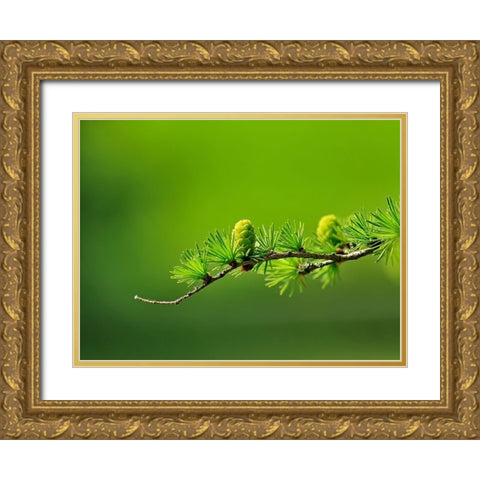 Flower 47 Gold Ornate Wood Framed Art Print with Double Matting by Lee, Rachel