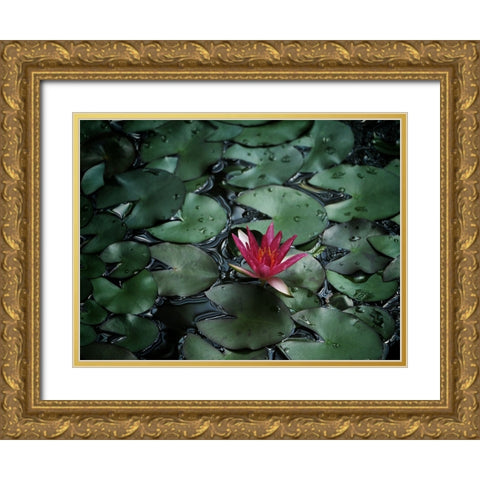 Flower 56 Gold Ornate Wood Framed Art Print with Double Matting by Lee, Rachel