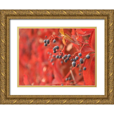 Flower 61 Gold Ornate Wood Framed Art Print with Double Matting by Lee, Rachel
