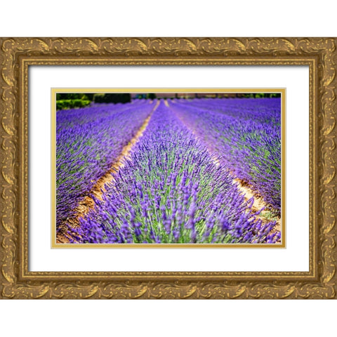 Flower 62 Gold Ornate Wood Framed Art Print with Double Matting by Lee, Rachel