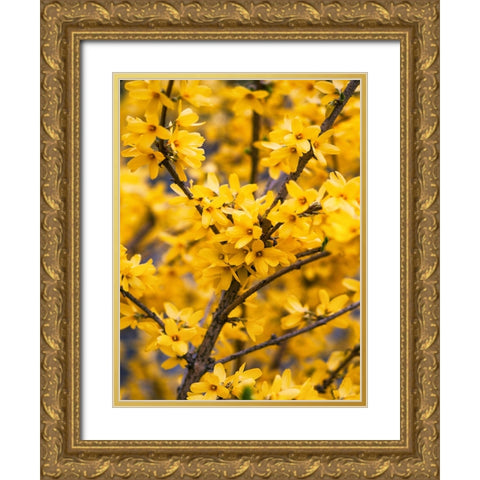 Flower 77 Gold Ornate Wood Framed Art Print with Double Matting by Lee, Rachel