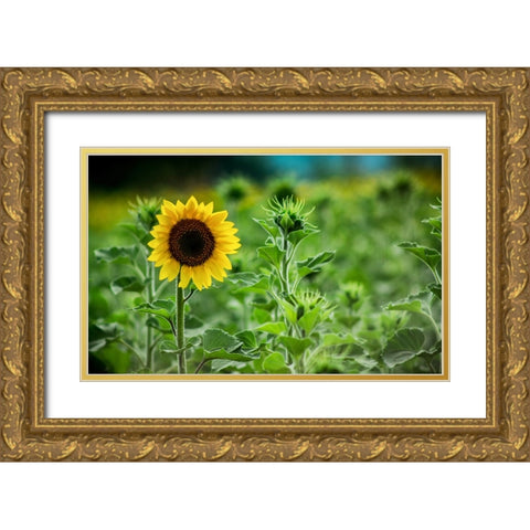 Flower 9 Gold Ornate Wood Framed Art Print with Double Matting by Lee, Rachel