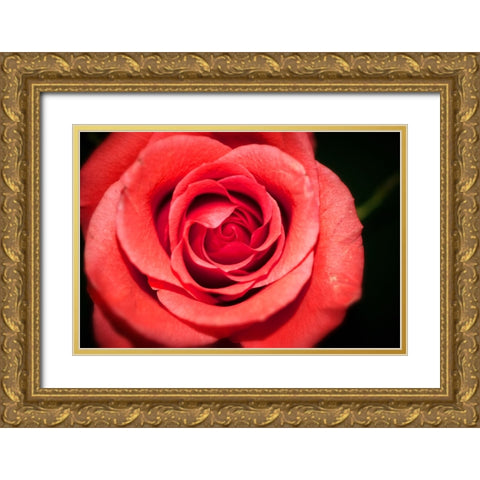 Flower Rose Gold Ornate Wood Framed Art Print with Double Matting by Lee, Rachel