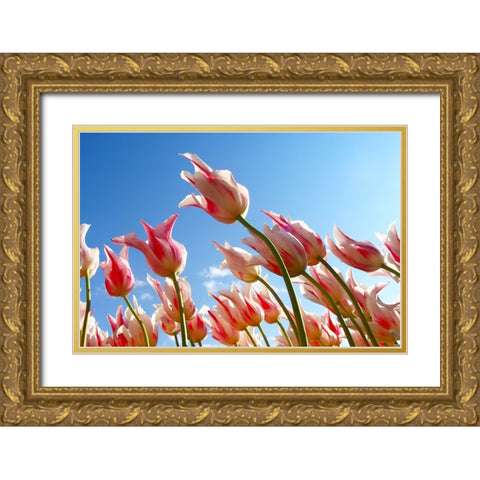 Flower Tulips Gold Ornate Wood Framed Art Print with Double Matting by Lee, Rachel