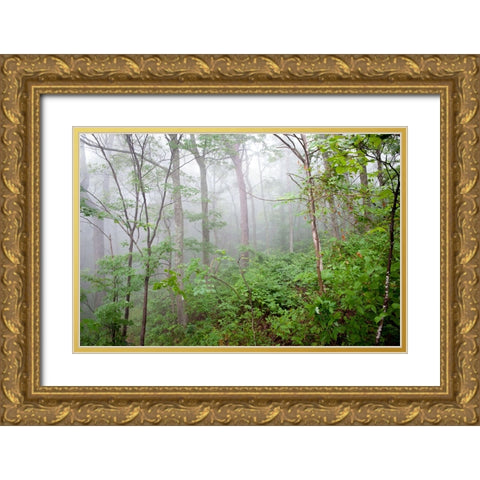 Foggy Forest Gold Ornate Wood Framed Art Print with Double Matting by Lee, Rachel