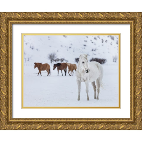 Horse 13 Gold Ornate Wood Framed Art Print with Double Matting by Lee, Rachel