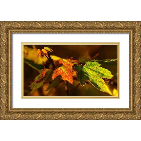 Leaves 21 Gold Ornate Wood Framed Art Print with Double Matting by Lee, Rachel