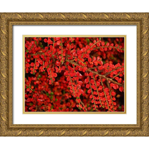 Leaves 8 Gold Ornate Wood Framed Art Print with Double Matting by Lee, Rachel