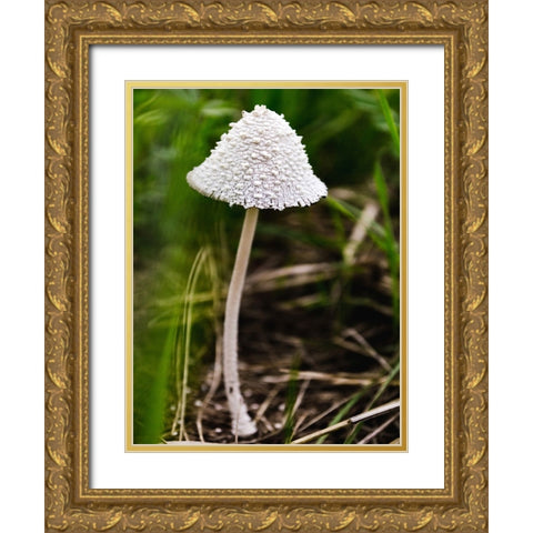 Mushroom 1 Gold Ornate Wood Framed Art Print with Double Matting by Lee, Rachel