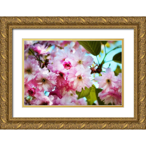 Pink Blossoms Gold Ornate Wood Framed Art Print with Double Matting by Lee, Rachel