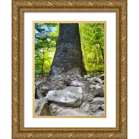 Pocket Wilderness Dayton 7 Gold Ornate Wood Framed Art Print with Double Matting by Lee, Rachel